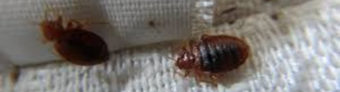 Dedetização Percevejos-de-Cama 24 HORAS